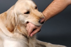 What Should You Do and What Are You Entitled For Post a Dog Bite: An Overview