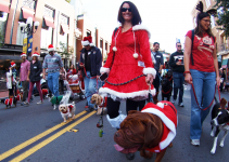 How To Get Your San Diego Pet and Pet Friendly Home Ready For The Holidays