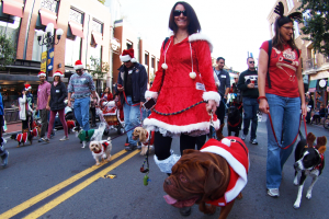 How To Get Your San Diego Pet and Pet Friendly Home Ready For The Holidays