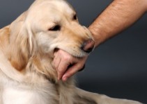 What Should You Do and What Are You Entitled For Post a Dog Bite: An Overview