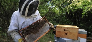 Removing Beehives in Your Home by Hiring Good Beekeeping Services